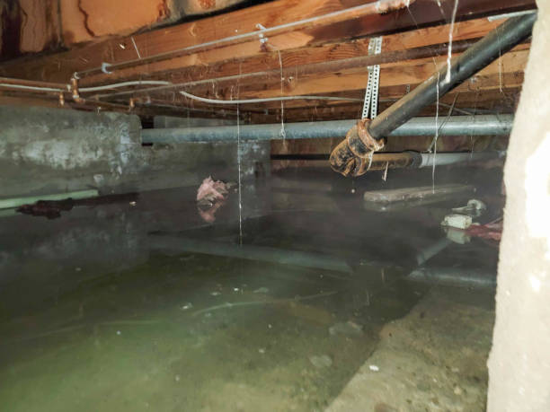 Best Local water damage restoration  in Albemarle, NC